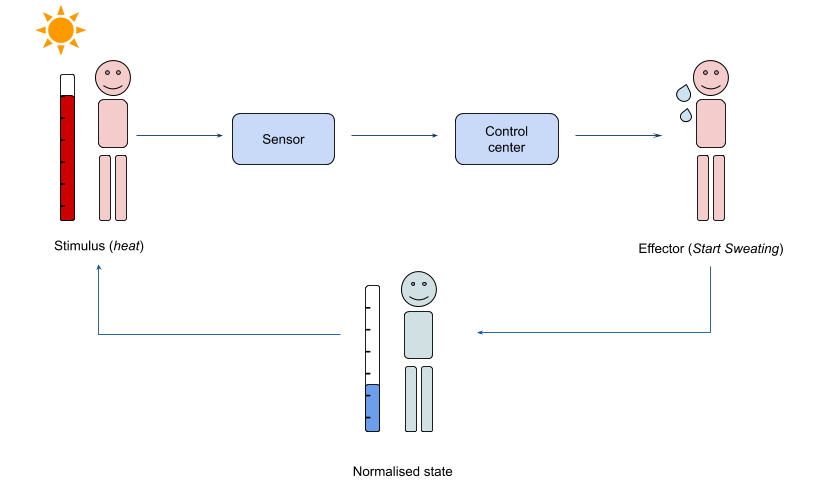 Human Negative Feedback Loop